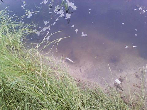 На Закарпатті в каналах масово гине риба. Фото
