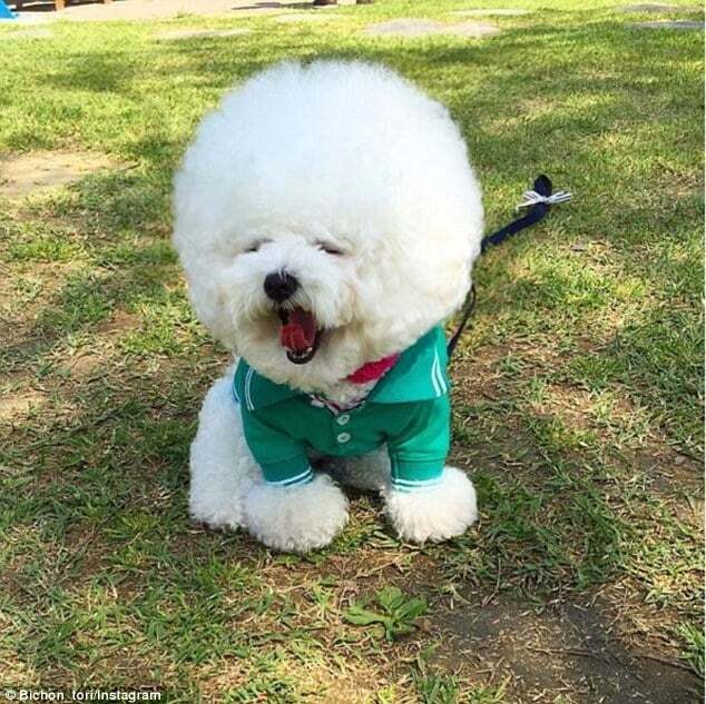 Собака із зачіскою у вигляді хмари зачарувала користувачів мережі