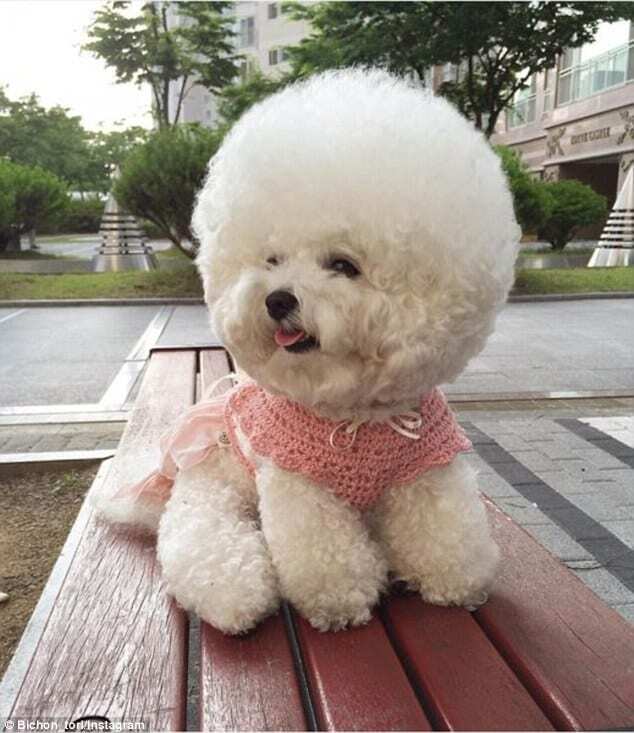 Собака с прической в виде облака очаровала пользователей сети: опубликованы фото