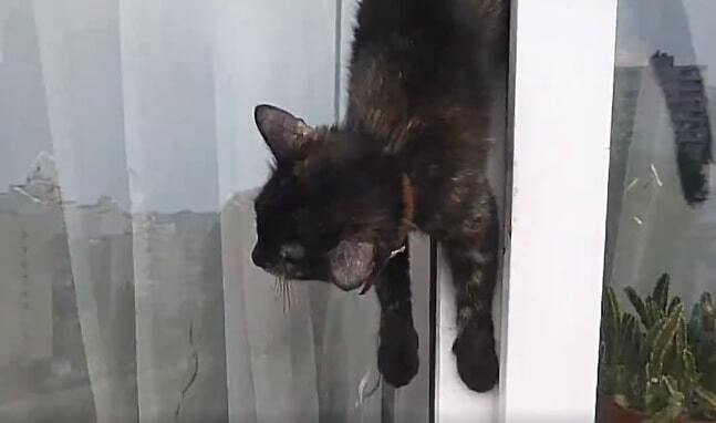 В Киеве спасли кошку, которая застряла в окне на 9 этаже: опубликовано видео