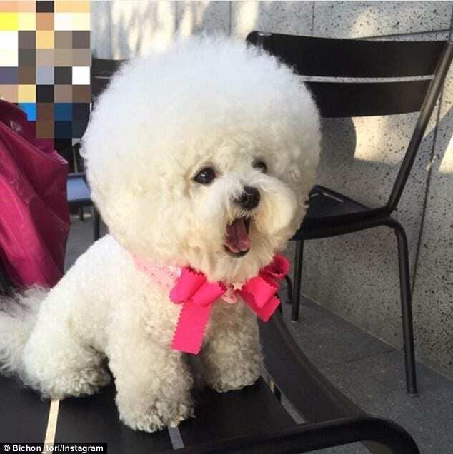 Собака с прической в виде облака очаровала пользователей сети: опубликованы фото