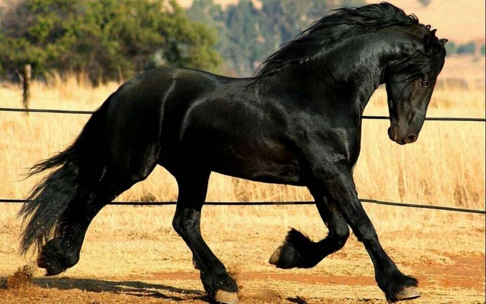15 самых дорогих пород лошадей: фотографии элитных скакунов