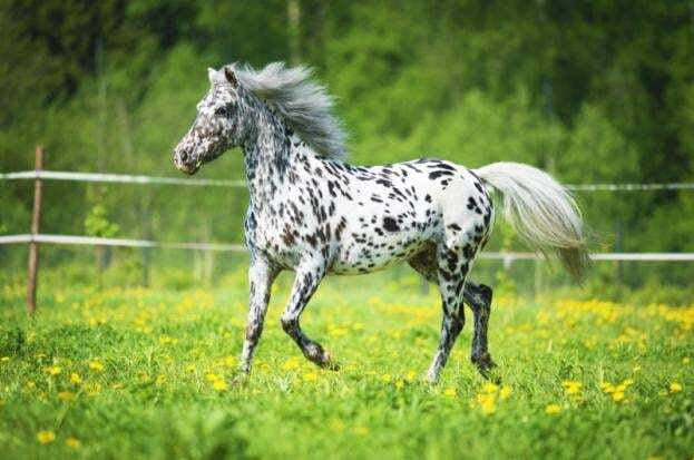 15 самых дорогих пород лошадей: фотографии элитных скакунов