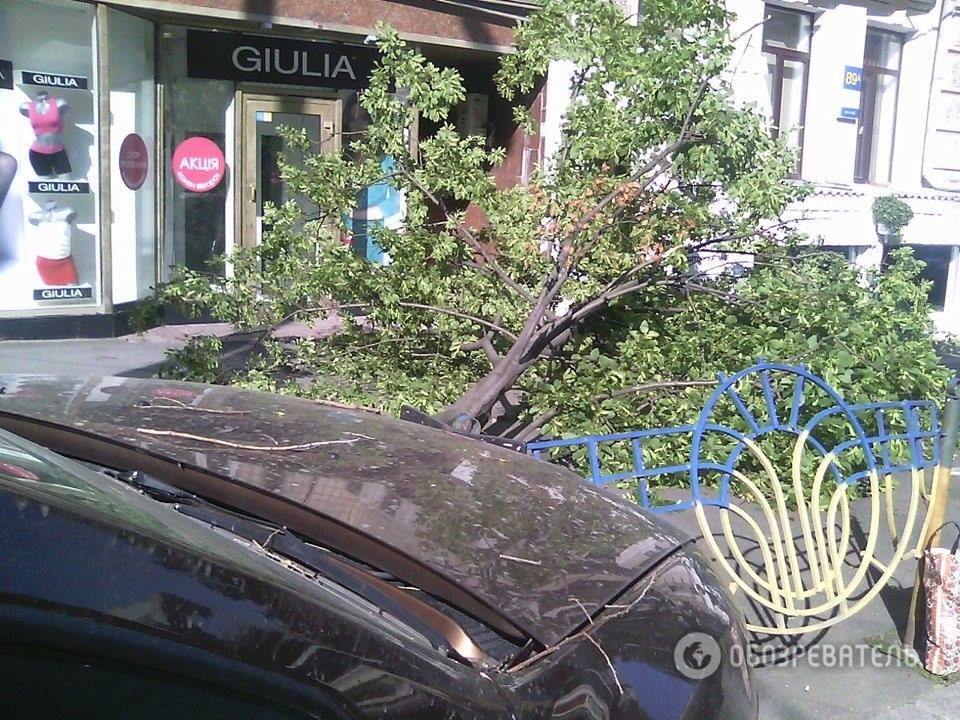ДТП в Киеве: автомобиль вылетел на тротуар, сбив дерево