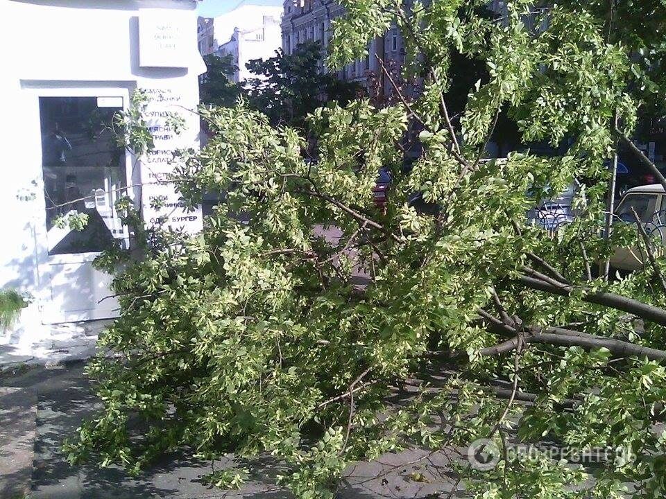 ДТП в Киеве: автомобиль вылетел на тротуар, сбив дерево