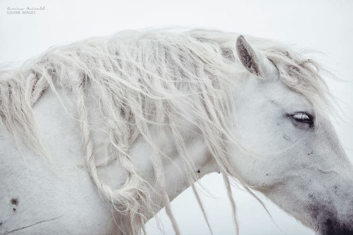 Сводолюбивые скакуны: 17 потрясающих фото лошадей