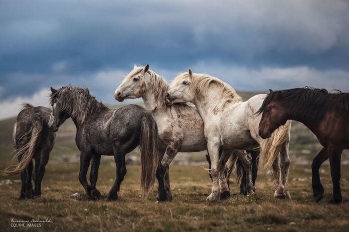 Сводолюбивые скакуны: 17 потрясающих фото лошадей