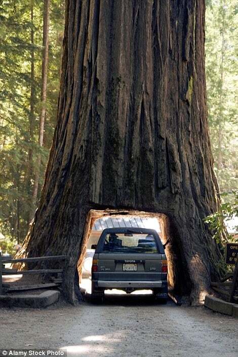 Невероятные туннели в гигантских деревья: фоторепортаж из Калифорнии