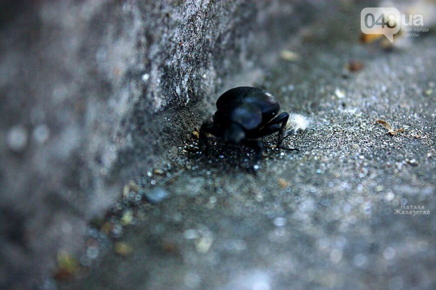 "Одесситы класса муравьи": удивительные фото микро-мира города покорили сеть