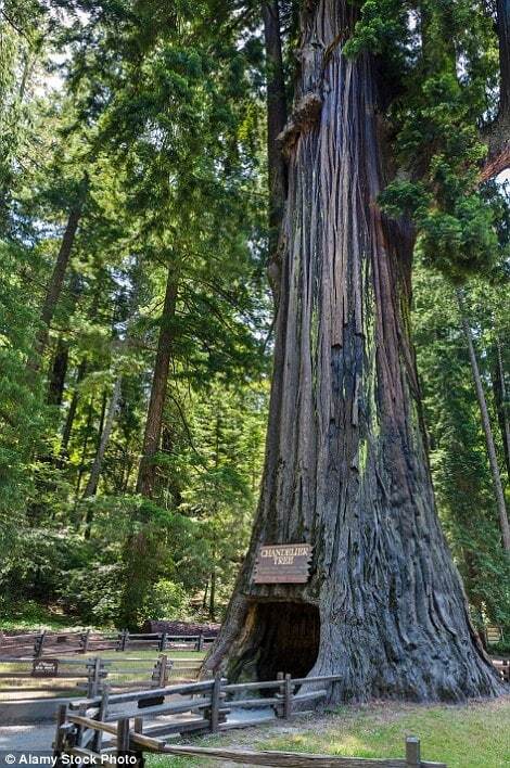 Невероятные туннели в гигантских деревья: фоторепортаж из Калифорнии