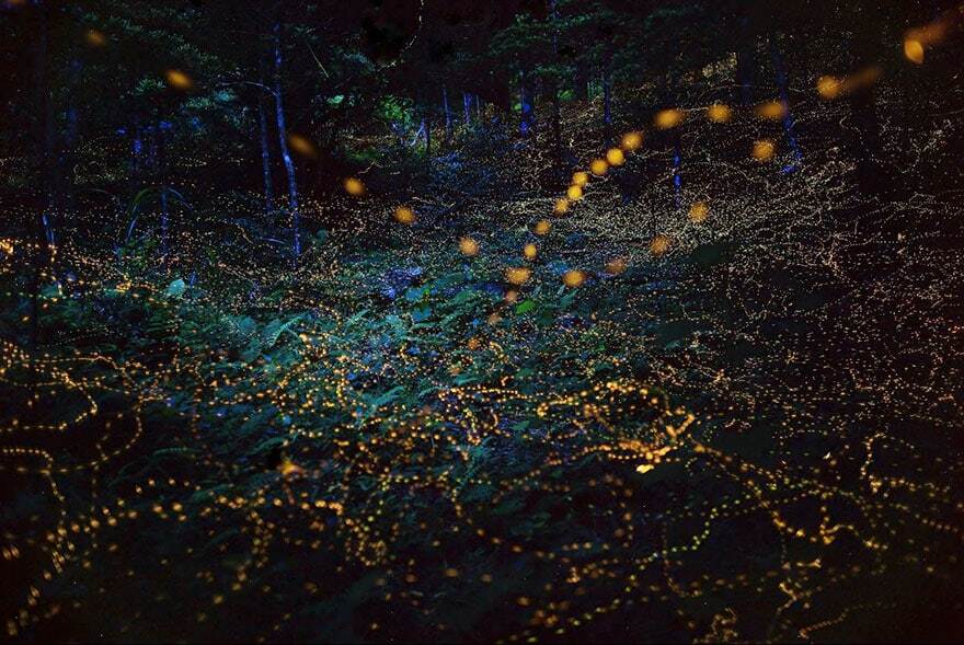 Миллионы светлячков в лесах Японии: захватывающие дух фото