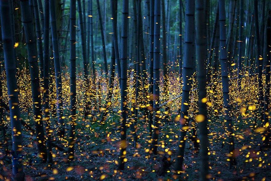 Миллионы светлячков в лесах Японии: захватывающие дух фото