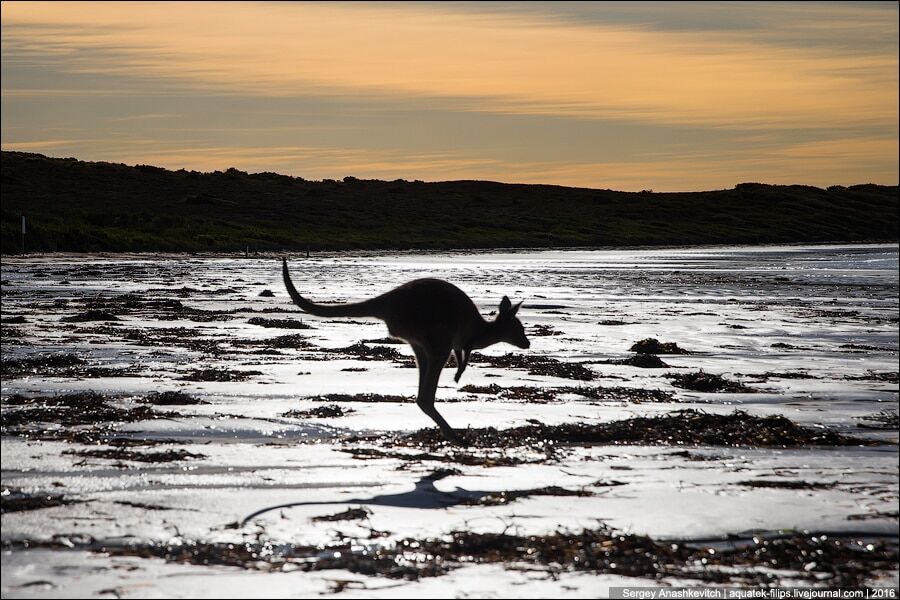 Пляж с кенгуру: фото удивительного места в Австралии