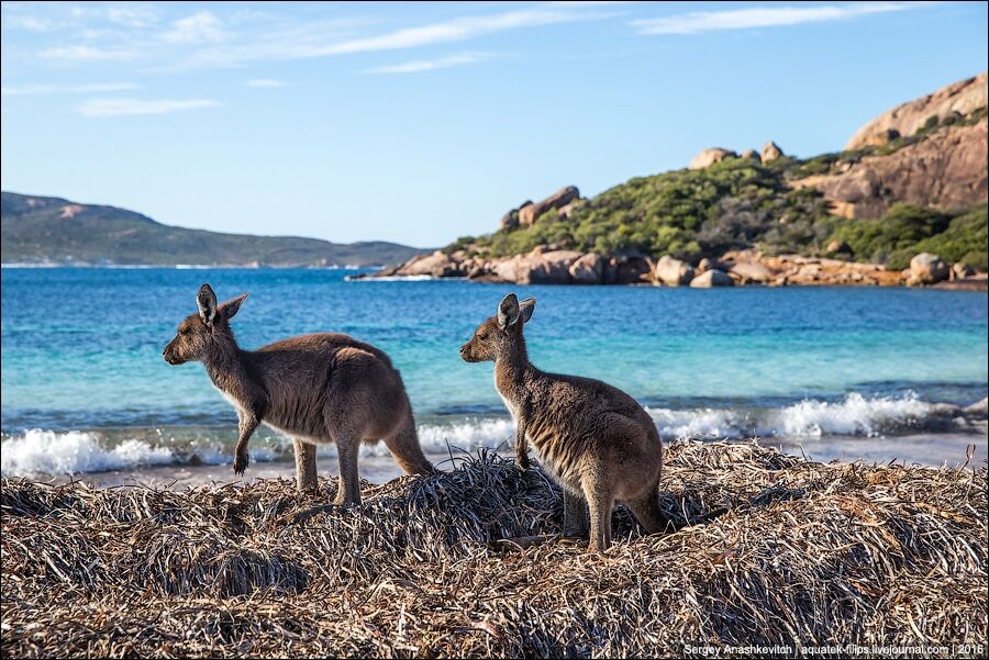 Пляж с кенгуру: фото удивительного места в Австралии