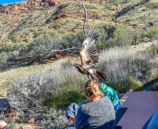 В Австралии орел пытался унести маленького мальчика, приняв его за добычу. Фото