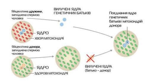 В Україні може народитися дитина трьох батьків