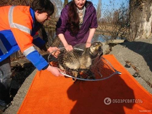 Команда спасения животных: мы выручали из беды оленя на стадионе, аиста на Майдане, котов на карнизах