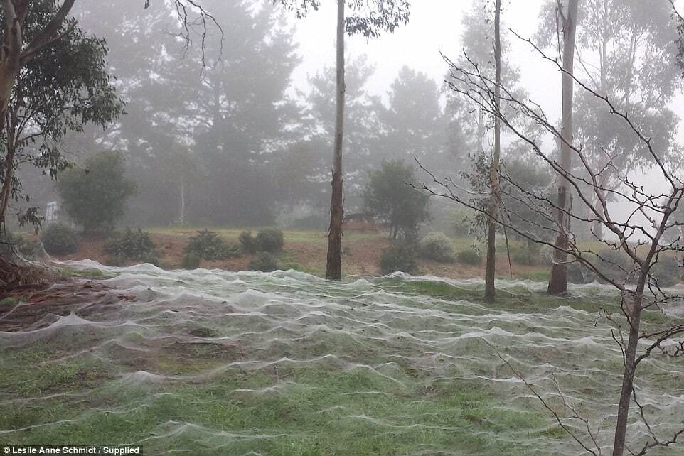 В Австралии обнаружен парк, полностью окутанный паутиной