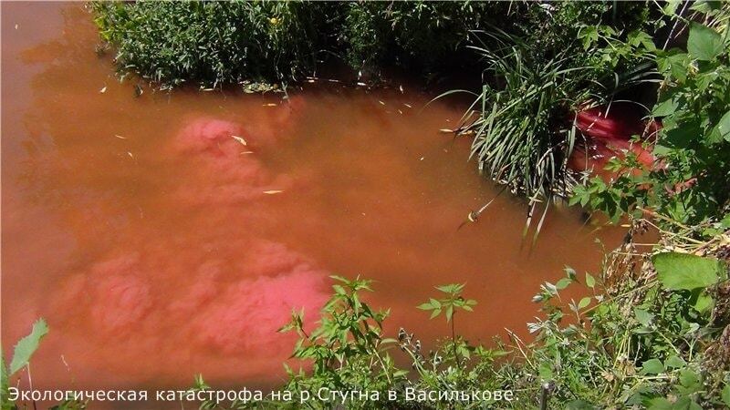 Экокатастрофа в Василькове: в реке покраснела вода, массово вымерла рыба