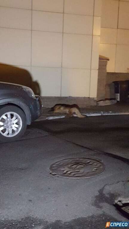 Застрелили собаку и выкрали хозяина: в Киеве разыскивают похитителей мужчины. Фото с места ЧП
