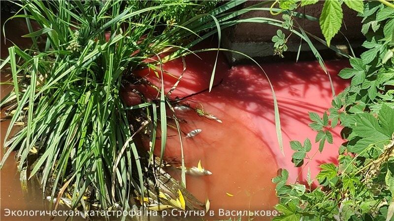 Екокатастрофа у Василькові: в річці почервоніла вода, масово вимерла риба