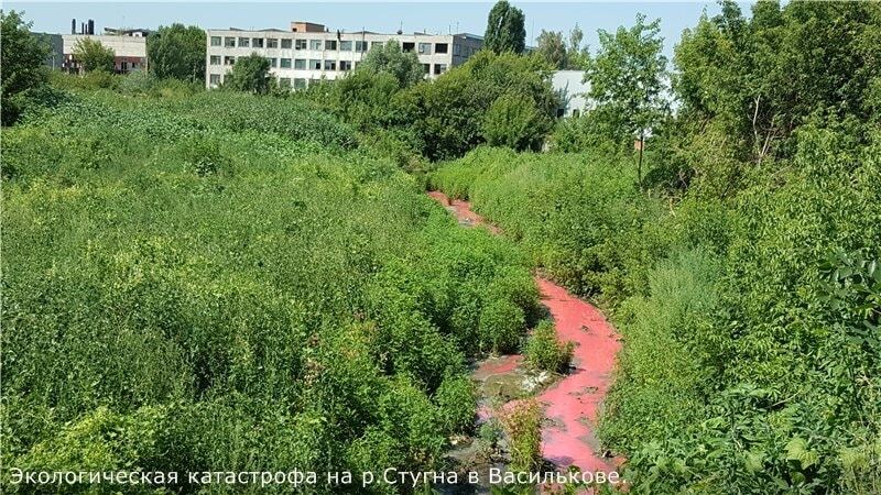 Екокатастрофа у Василькові: в річці почервоніла вода, масово вимерла риба