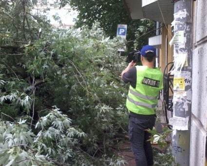 В центре Киева упавшее дерево помяло пять автомобилей: опубликованы фото