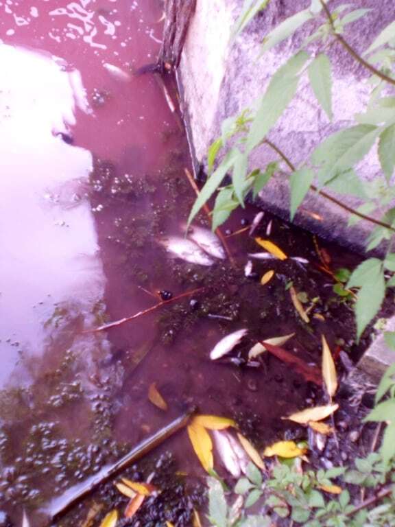 Экокатастрофа на реке Стугна: стали известны подробности ЧП