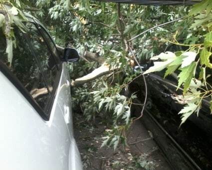 В центре Киева упавшее дерево помяло пять автомобилей: опубликованы фото