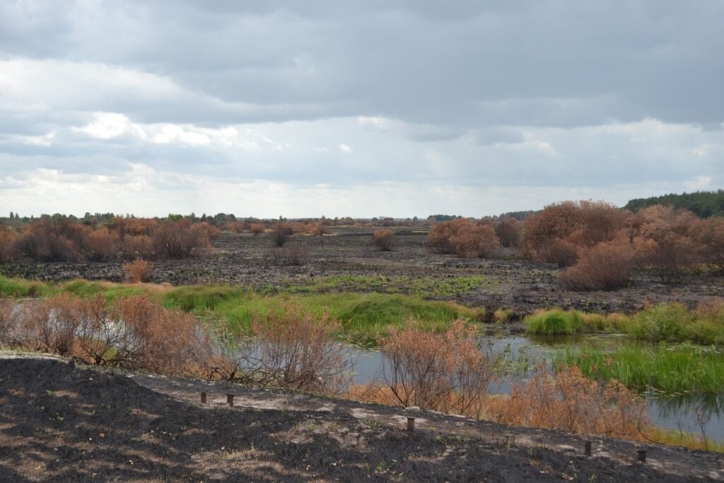 Лесные пожары в зоне ЧАЭС полностью ликвидировали