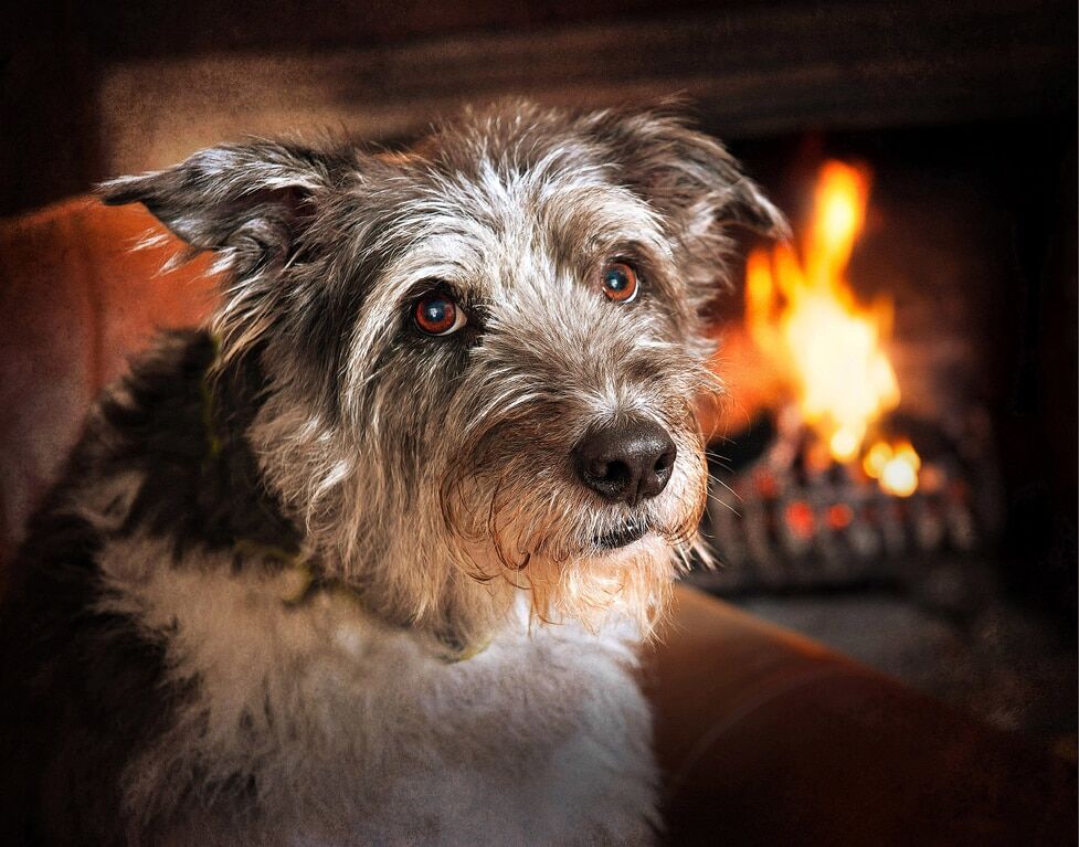 Лучшие снимки с конкурса собачьей фотографии Kennel Club Dog Photographer 