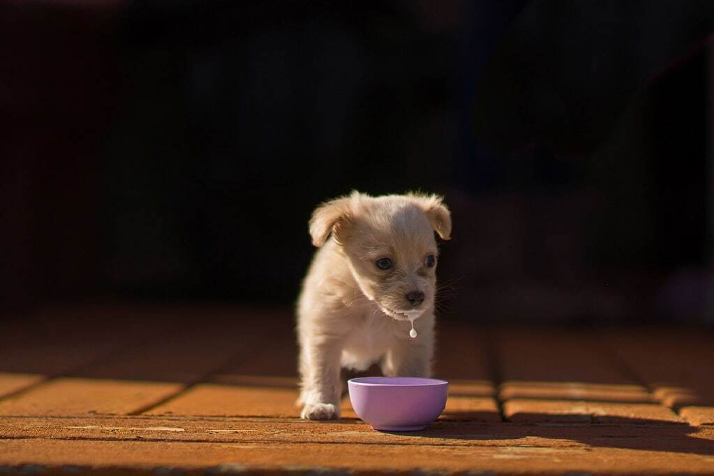 Лучшие снимки с конкурса собачьей фотографии Kennel Club Dog Photographer 