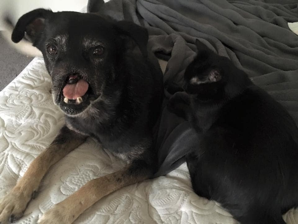 "Ласковый и любящий": в США пес с отрезанным носом нашел дом: фотофакт