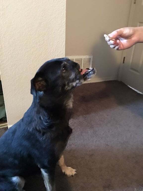 "Лагідний і люблячий": у США пес із відрізаним носом знайшов дім
