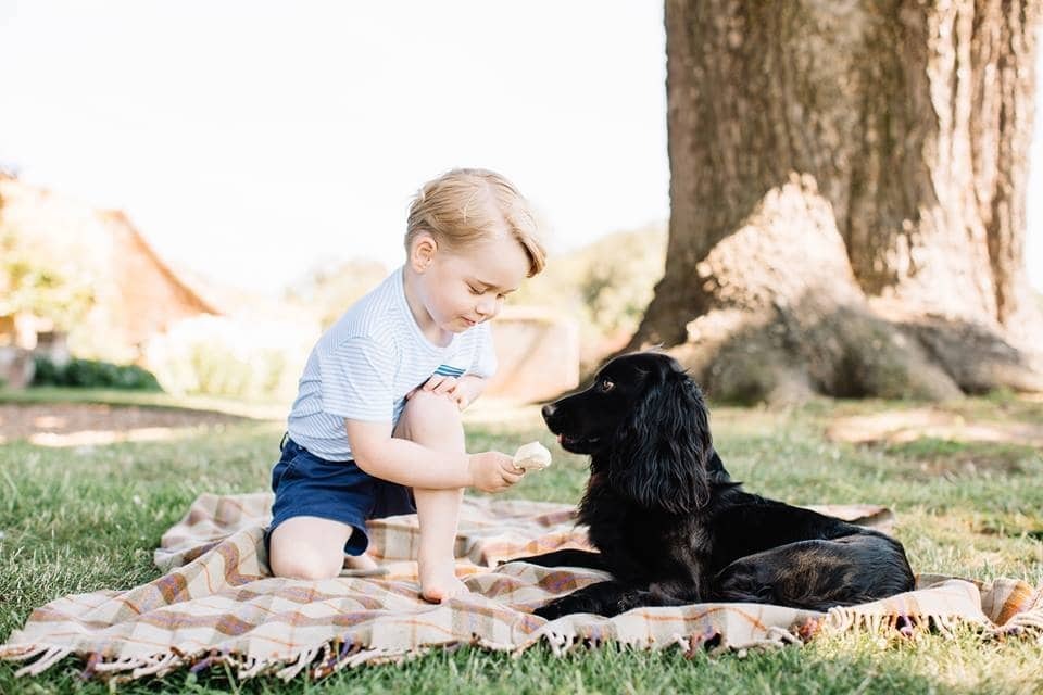 Именинник дня: 3-х летний принц Джордж с собакой снялся в милой фотосессии
