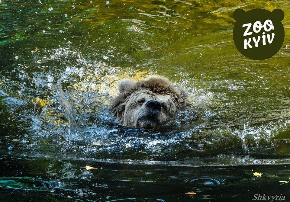 В киевском зоопарке показали, как медведица спасается от жары 