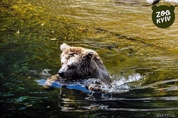 В киевском зоопарке показали, как медведица спасается от жары 