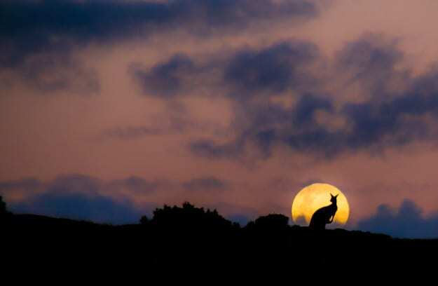 Романтика: сеть покорило фото двух влюбленных кенгуру на фоне полной Луны. Опубликованы фото