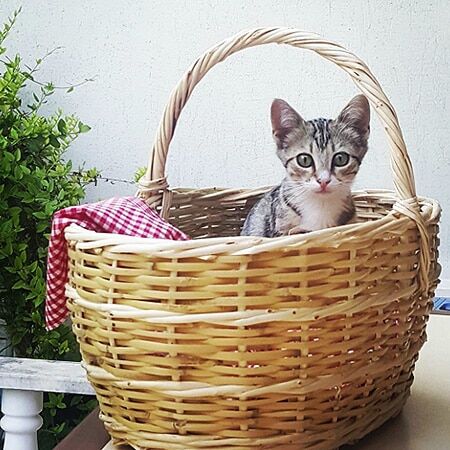 По мотивам Красной Шапочки: плетеные сумочки заполонили Instаgram