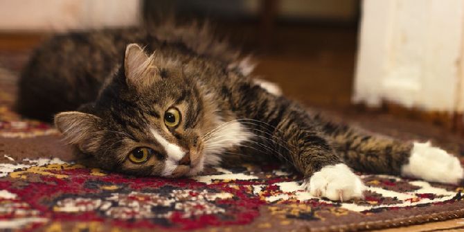 Лечение кошками: ученые предложили необычный метод терапии при раке  