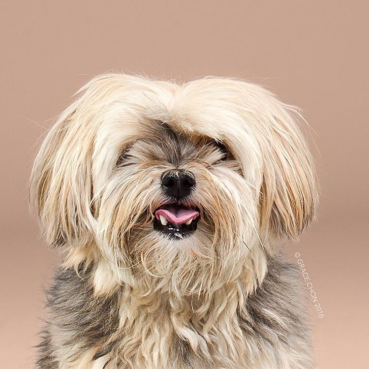 Когда повезло с парикмахером: фотографии собак после стрижки