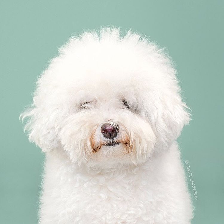 Когда повезло с парикмахером: фотографии собак после стрижки