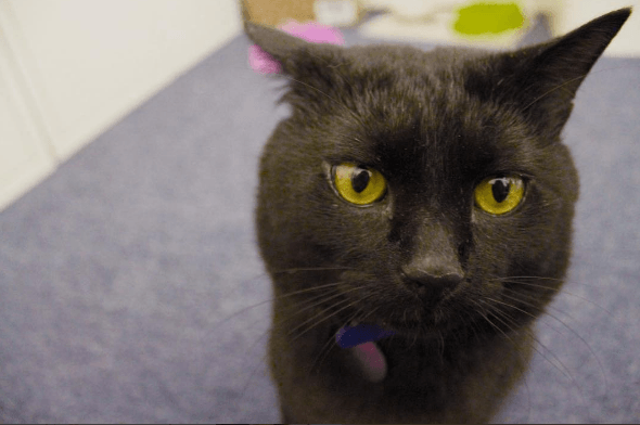 "Самый популярный сотрудник": в Минфине Британии завели собственного кота. Опубликованы фото