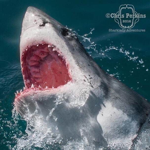 Моторошні створіння: дослідник зняв акул на відстані витягнутої руки