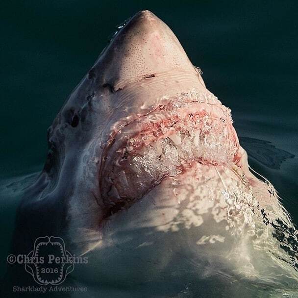 Моторошні створіння: дослідник зняв акул на відстані витягнутої руки