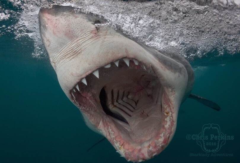 Жуткие создания: исследователь снял акул на расстоянии вытянутой руки. Фоторепортаж