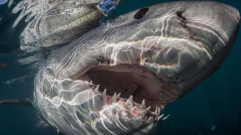 Моторошні створіння: дослідник зняв акул на відстані витягнутої руки