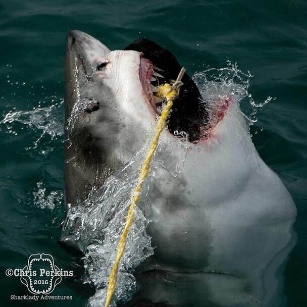Моторошні створіння: дослідник зняв акул на відстані витягнутої руки