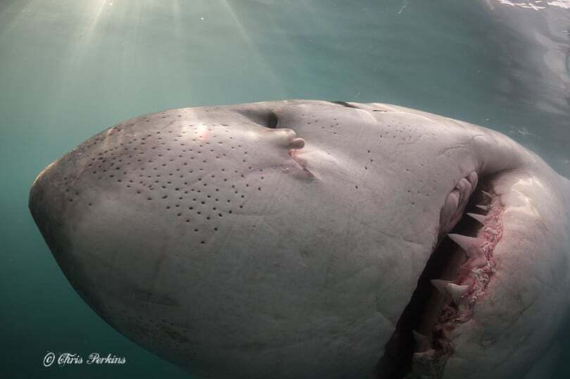 Моторошні створіння: дослідник зняв акул на відстані витягнутої руки