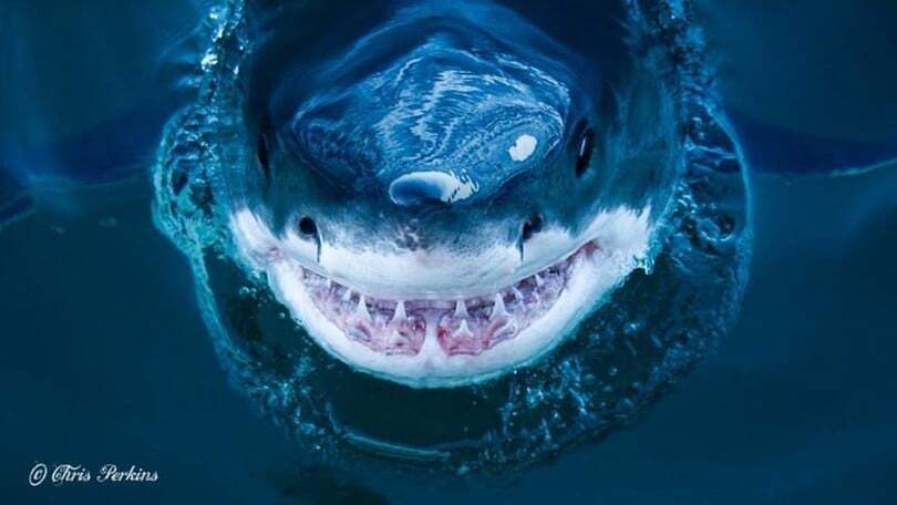 Моторошні створіння: дослідник зняв акул на відстані витягнутої руки